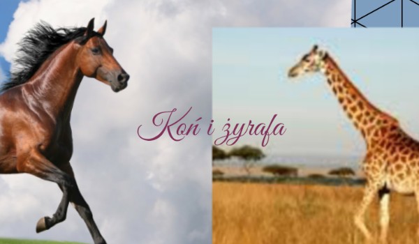 Koń i Żyrafa3