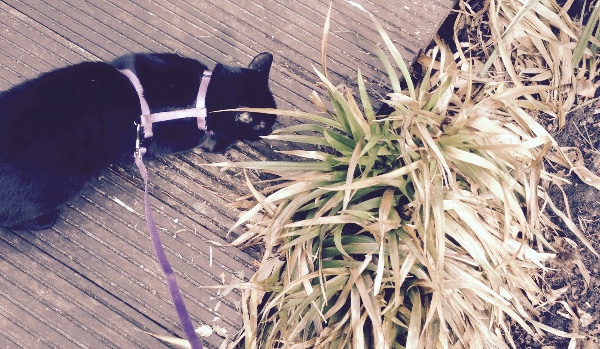 Wojownicy nowe klany#2