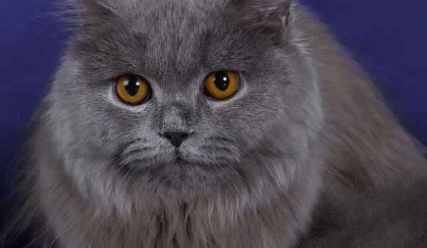 Czy jesteś kociarą?