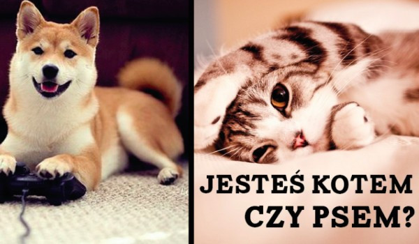 jesteś kotem czy psem?