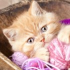 pianeczkasraneczkafiraneczka