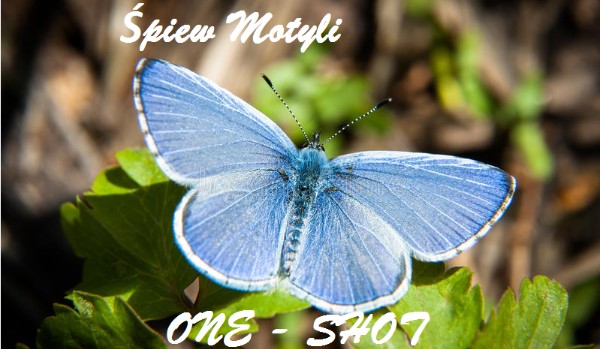 Śpiew Motyli ONE – SHOT