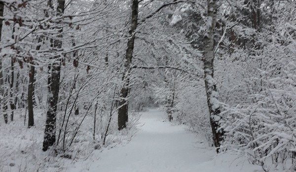 Czy przetrwasz w dziczy