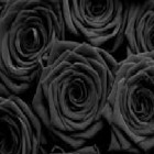 TheBlackRoses