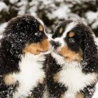 BernenskiOwczarekPasterski