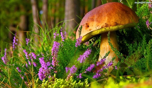 Czy wiesz które grzyby są jadalne, a które trujące?