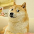 majster_buldog