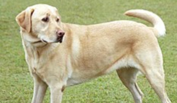 Jesteś psem czy kotem?