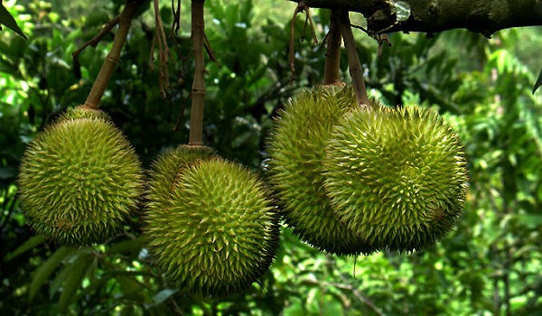 ROŚLINY TRUJĄCE – TEST !!!