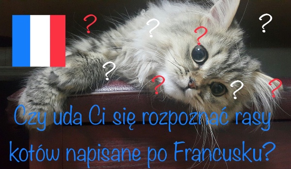 Czy uda Ci się rozpoznać rasy kotów napisane po Francusku?