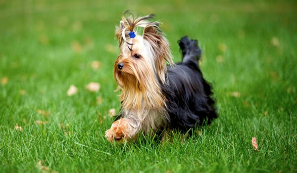 Ciekawostki o rasach psa #7 Yorkshire Terrier