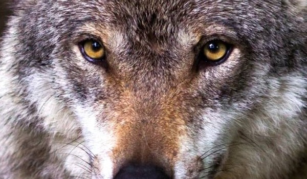 Na wilczych łapach #6 Opowieść