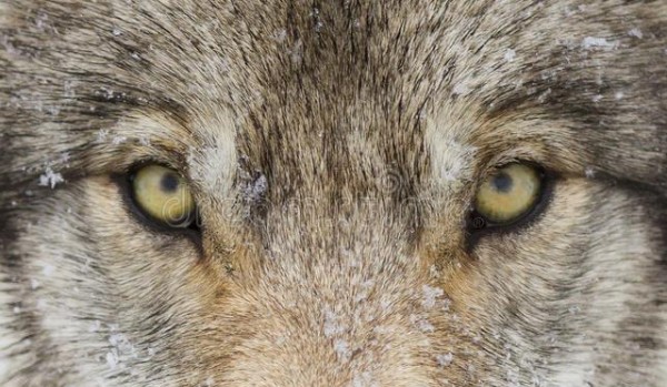 WATAHA ŻÓŁTEGO DĘBU (bonus c:)