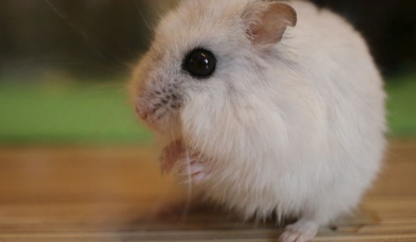 Zakochana chomiczka #3