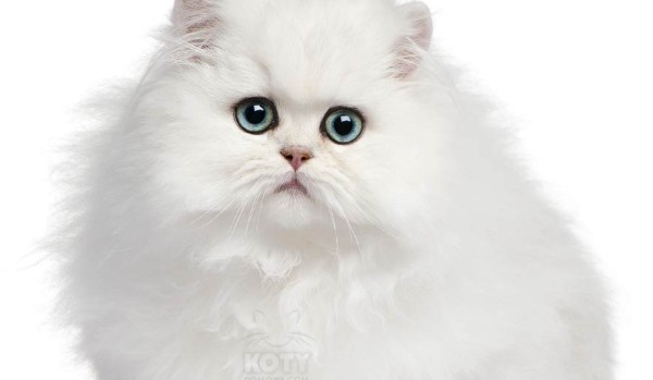 czy jesteś wilkiem ??czy psem??