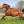 Daga_pony