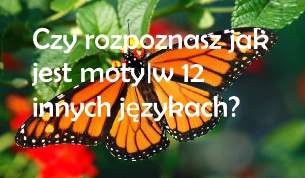 Czy rozpoznasz jak jest motyl w 12 innych językach?