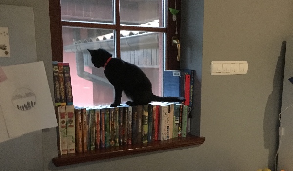 Wojownicy nowe klany#4