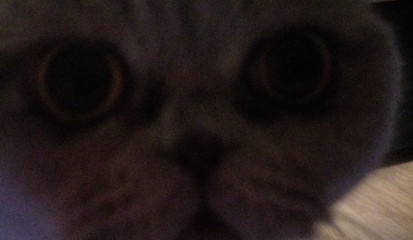 Czy koty są fajne??