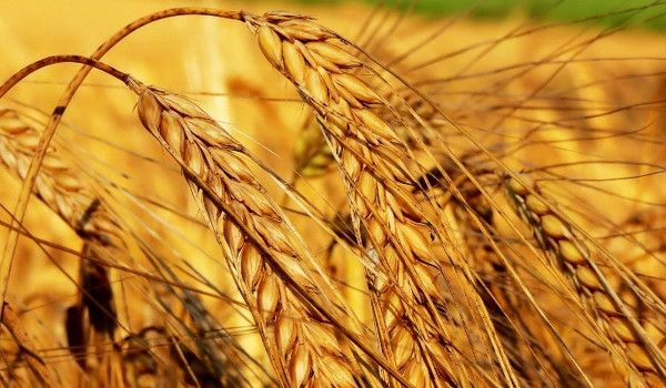 Czy jesteś wiatropylna?