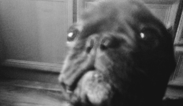 Czy Jdąbrowski cię kocha?