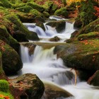 Zelkowa_Karmelia
