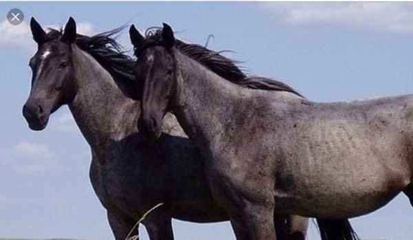 Test  Wiedzy O Końskich Maściach!