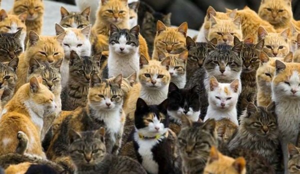 czy rozpoznasz wszystkie rasy kotów?