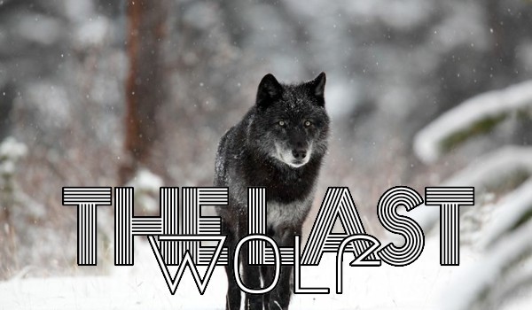 The Last Wolf #6