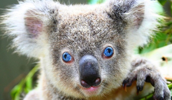 Ciekawostki o zwierzętach #3 Koala