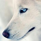 White.wolf.pl