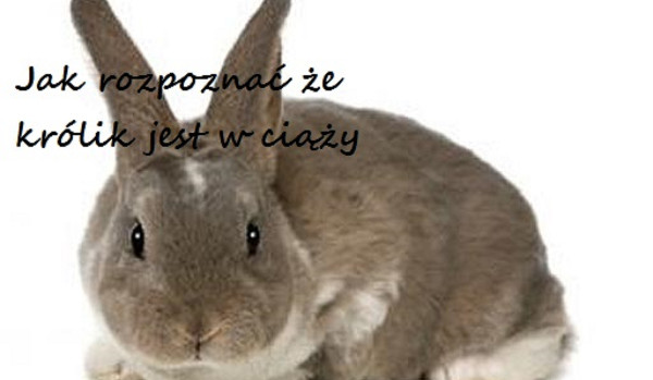 Jak rozpoznać że królik jest w ciąży
