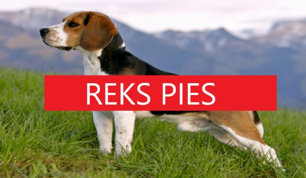 Reks pies #2 opowiadanie