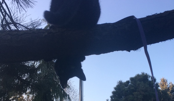 Wojownicy Nowe klany #5