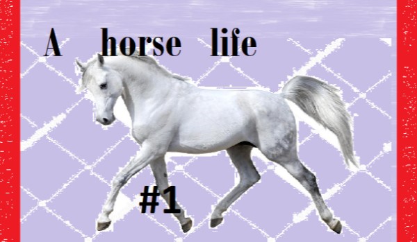A horse life #1