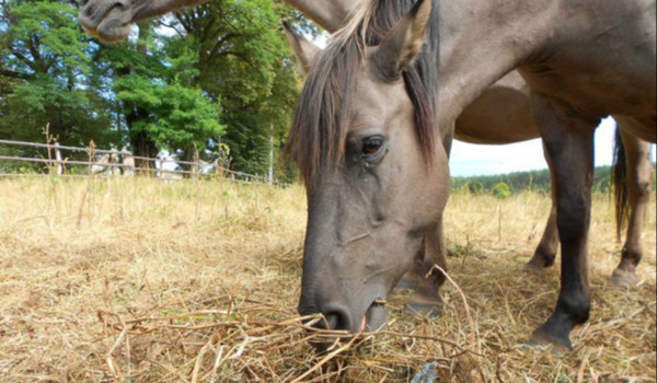 Konie czy star stable