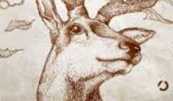 Przetrwanie w dziczy #1