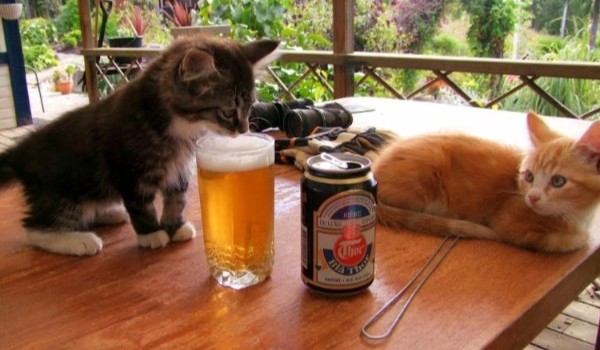 Jaki jest twój kot?