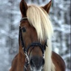 Florus