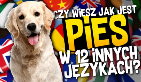 Czy wiesz jak jest „pies” w 12 innych językach?