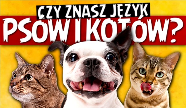 Czy znasz język psów i kotów?