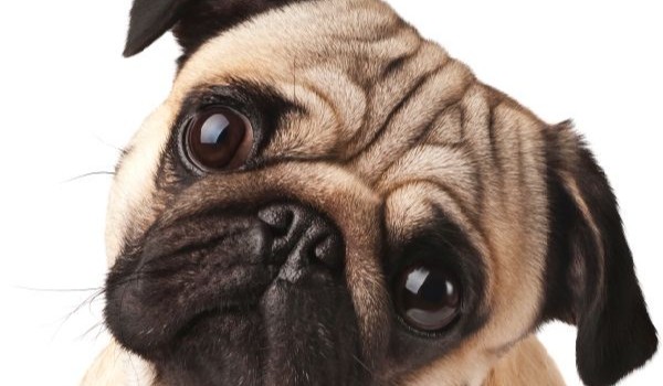 Jaką rasą pieska jesteś?