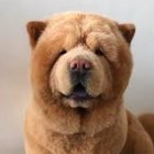 Rozowowlosa