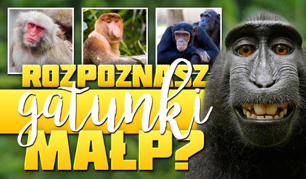 Czy rozpoznasz wszystkie gatunki małp?