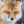 RoseyTheFox_1607