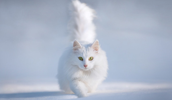 Pewien dziwny świat… #5 KONIEC