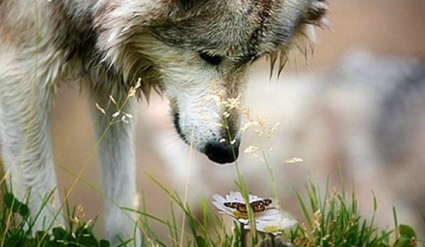 Motyl czy wilk? – quiz osobowości