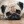 LoveMops