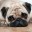 LoveMops