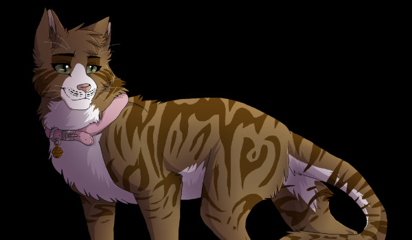 5 kotów, które przypominają Wojowników (2)